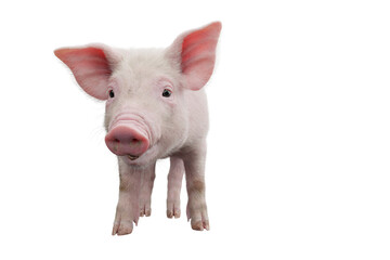 Little pig isolated on transparent background. 3D rendering.