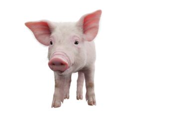 Little pig isolated on transparent background. 3D rendering.