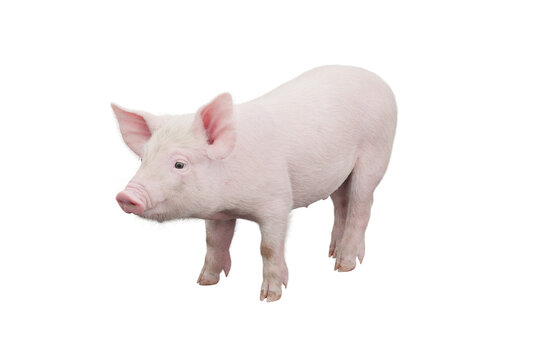 Little pig isolated on transparent background. 3D rendering.