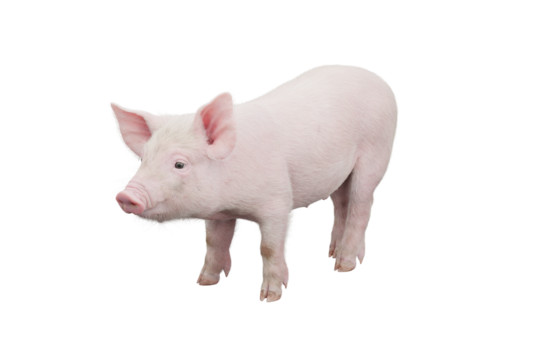 Little pig isolated on transparent background. 3D rendering.