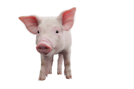 Little pig isolated on transparent background. 3D rendering.