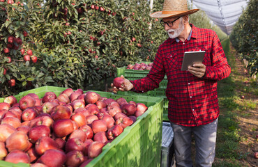 Farmer with tablet in apple orchard during harvest - 665956839