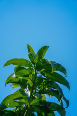 green leaves on blue sky background