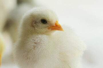 baby chicken on a green background