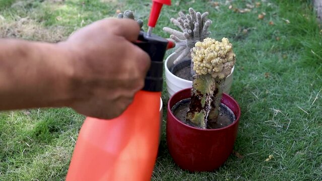 Men's hands hold spray bottle and spraying the infected cactus