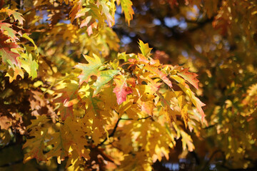Autumn leaves in the forest