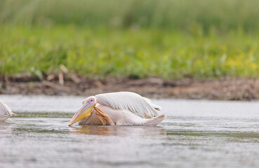 Wild life birds photography a pair of pelicans gracefully gliding through the water in Danube...