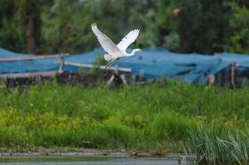Wild life birds photography a graceful bird soaring above a vibrant and fertile landscape in Danube...