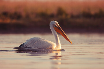 Wild life birds photography a majestic swan gracefully gliding across a serene lake in Danube Delta, Romania