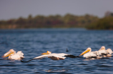 Wild life birds photography a group of elegant pelicans gracefully gliding on the surface of a serene lake in Danube Delta, Romania
