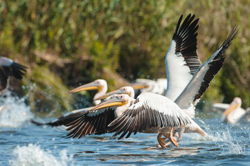 Wild life birds photography a majestic group of pelicans soaring above a serene aquatic landscape...