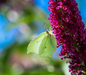 Macro of a yellow brimstone butterfly