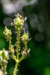 Rose buds full of lice