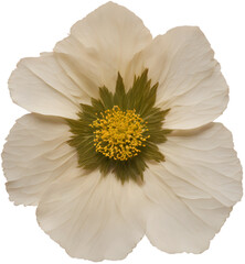 A single pressed flower. Delicate pressed light beige flower. Pressed flower isolated. Pressed flower on a transparent background. Preserved flower.