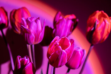 Pink colored tulip flower in neon light on purple gradient background in the night light. Flowers...