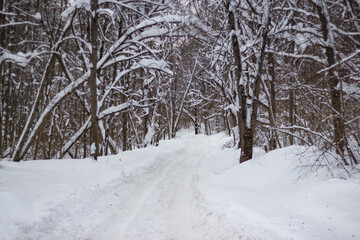 Forest snowy road in the winter forest