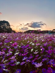 sunset over the flowers