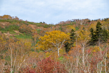 Fototapeta premium 美しい山の紅葉 栂池高原