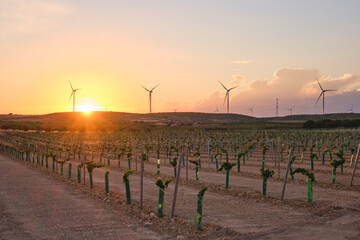 Renewable Harmony: Vineyard and Windmills at Dusk