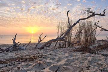The sun rises between the dry branches of the beach