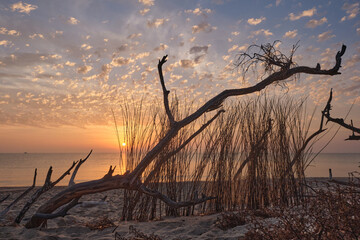 The sun rises between the dry branches of the beach