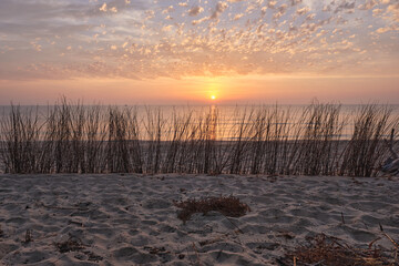 The sun rises between the dry branches of the beach