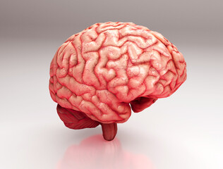 medically accurate 3d illustration of the brain