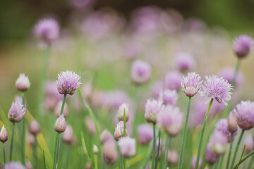 Fototapeta premium Allium blooming purple onion plant. Nature background.