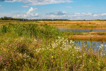 Thickets of wild flowers and plants in a sandy area, colorful landscape