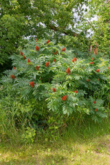 Smooth Sumac scientific name Rhus glabra common shrub in Minnesota, United States. Taken on a summer day with lush green foliage.
