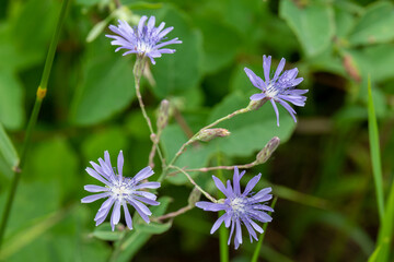 Small blue wildflower Lactuca common name Blue Lettuce growing wild in rural Minnesota, United States.
