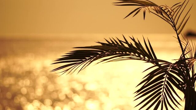 Swaying palm tree leaves against a golden bokeh of the sea. Sun sparkles on waves, illuminating a warm beach. Sun shining through palm tree. Tropical sunset background. Travel, vacation concept