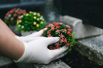 Graveyard preparation in autumn before All Saints Day. Hand in white gloves planting colorful flower on grave in the cemetery. Gravesite care.