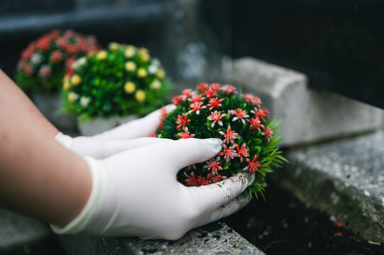 Graveyard preparation in autumn before All Saints Day. Hand in white gloves planting colorful flower on grave in the cemetery. Gravesite care. - Powered by Adobe