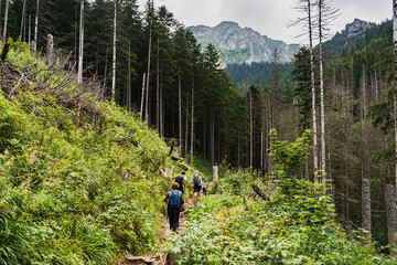 Obraz premium A family hiking in the Tatra Mountains in summer, view from the back.