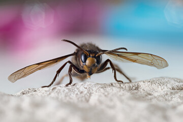 European hornet