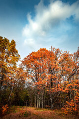 Autumn forest nature. Vivid morning in colorful forest with sun rays through branches of trees.