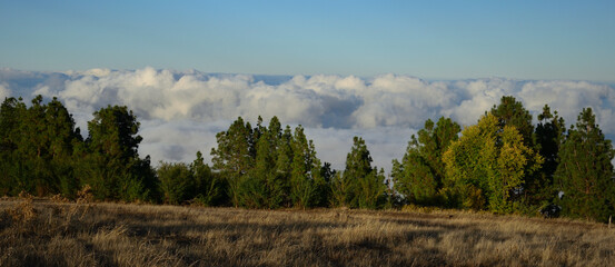 Panoramic image with grove in the foreground and sea of clouds in the background