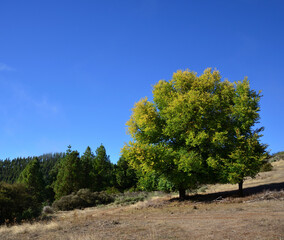 Landscape with large and leafy tree in the foreground, pines and intense blue sky in the background