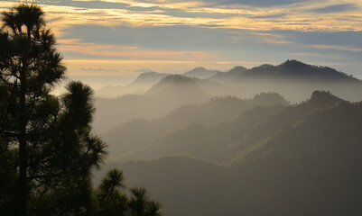 Beautiful sunset with pine tree in the foreground and mountains in the background, summit of Gran...