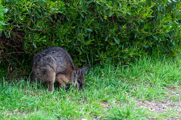 Little australian kangaroo with green bush background. - Kangaroo Island, South Australia