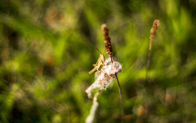 Close up shot of the grasshopper. Nature