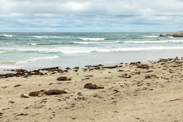 Sea lions at Seal bay, Kangaroo Island, South Australia