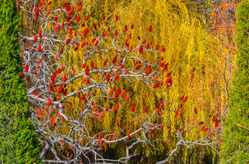 Sumac tree with red fruits in Bozsuv canal park (Tashkent, Uzbekistan)