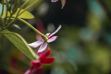 Combretum indicum, also commonly known as the Rangoon creeper or Burma creeper, is a vine with red flower clusters which is native to tropical Asia and grows in thickets, primary and secondary forest,