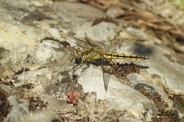 Closeup on a female keeled skimmer dragonfly, Orthetrum coerulescens, sitting on a stone
