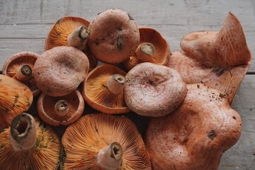 Top view group of edible orange mushrooms niscalos or rovellons (Lactarius deliciosus) on a rustic wooden table with space for copying.
