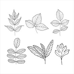 Rose, rowan, strawberry, gooseberry leaves. Hand-draw vector illustration for your design. Black and white set with decorative leaves. 
