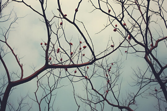 Persimmon tree on sky background, vintage toned picture