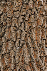 Background, texture of brown tree bark. Nature photography, abstraction.